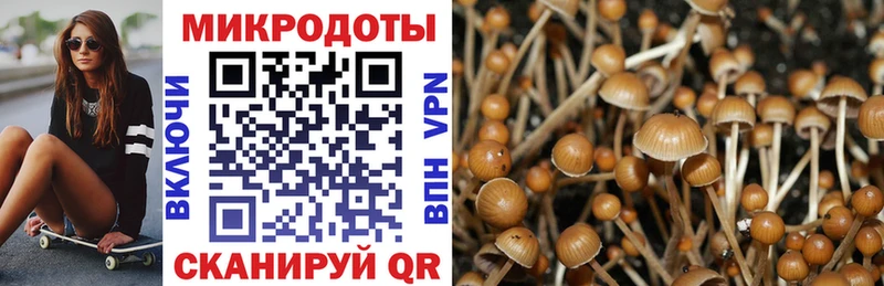 где найти   Астрахань  Псилоцибиновые грибы Psilocybe 